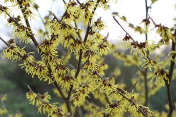 the witch hazel flowers yellow