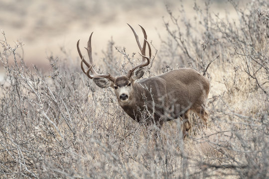 Mule deer