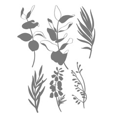 Black and white vector stamp sketch illustration,eucalyptus twig and leaves.