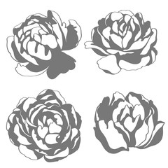 Vector stamp silhouette sketch illustration, flowers of peony. Floral element for wedding and invitation cards.