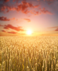 Wheat grain yellow field of cereals on background of dawn sky light and colorful clouds