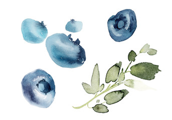 Watercolor blueberries on a white background with a branch.