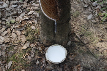 Incision on the trunk of a rubber tree Hevea along the gutter of which flows the white rubber sap of the tree into the bowl