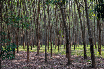 Brazilian Hevea tree plantation in Thailand from which natural rubber is made