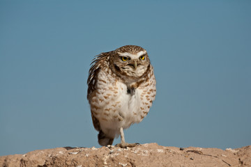 Burrowing owl