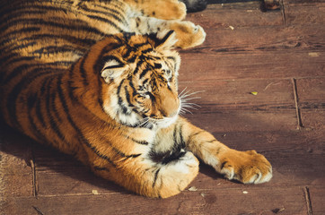  Spectacular portrait of a Bengal tiger