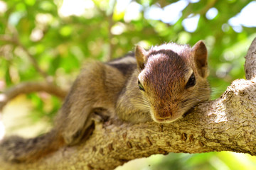 Obraz premium Palm squirrel on a tree in Colombo