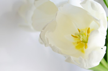 Fototapeta na wymiar white tulip on the white background