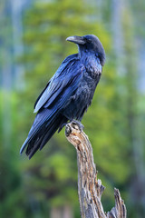Common raven sitting on a dead tree in Yellowstone National Park, Wyoming