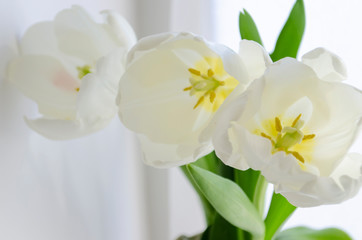 white tulip on the white background