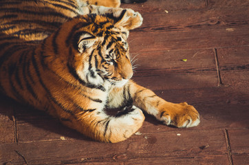  Spectacular portrait of a Bengal tiger