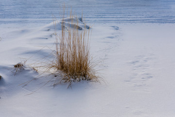 Bush near the winter road