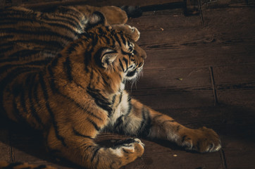  Spectacular portrait of a Bengal tiger