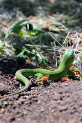 Lizard in the sun