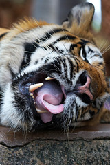 he tiger is among the most recognisable and popular of the world's charismatic megafauna © Анастасия Скачко