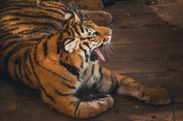  Spectacular portrait of a Bengal tiger