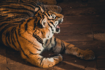 Fototapeta na wymiar Spectacular portrait of a Bengal tiger