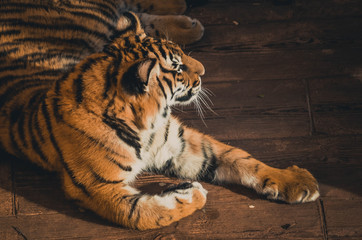  Spectacular portrait of a Bengal tiger