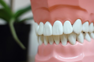 Healthy teeth in dummy jaw - medical equipment in the dental office
