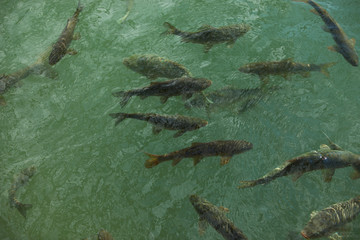 Fish Lake (Balikli Gol), Sanliurfa, Turkey © bulentumut