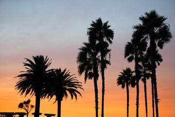 Obraz na płótnie Canvas palm trees at sunset silhouette