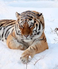 The Amur tiger on snow