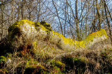 Im Wald