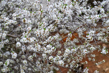 Spring garden of the blossoming almonds. Latrun, Israel