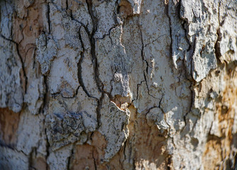 tree bark close up gray and brown
