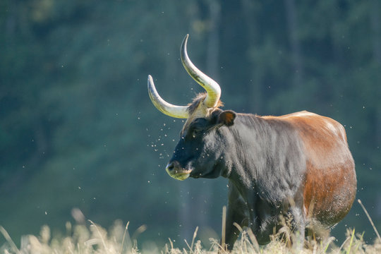 Aurox cow portrait