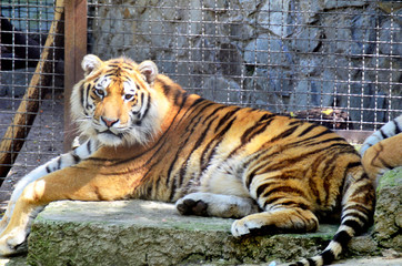 tiger in zoo