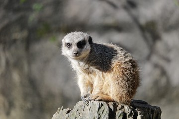 Suricate