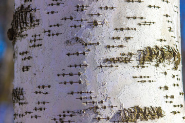 Birch bark
