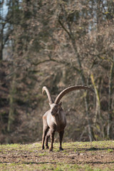 Alpine ibex male standing