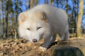 white, fox, mammal, animal, wild, wildlife, cute, fur, natural, nature, arctic, arctic fox, lagopus, vulpes, polar, tundra, northern, portrait, snow, small, svalbard, grass, hunter, furry, gray, habit