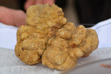 An isolated white truffle.