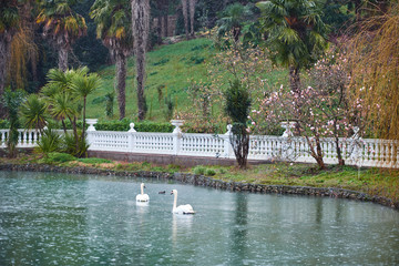 Naklejka premium Lake with white and black swans