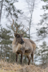 reindeer in the forest