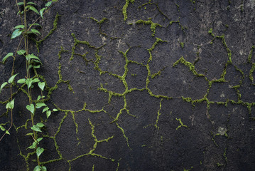 Black stone wall overgrown with moss