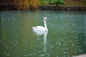 Lake with white and black swans