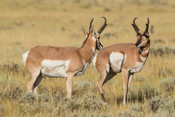 Naklejka na ściany i meble Pronghorn antelope in Wyoming