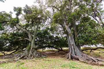 beautiful old trees with huge Roots, standing alone on a grassy hill .Taken on Mt. Eden Auckland, New Zealand