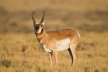 Pronghorn antelope in Wyoming