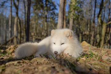 white, fox, mammal, animal, wild, wildlife, cute, fur, natural, nature, arctic, arctic fox, lagopus, vulpes, polar, tundra, northern, portrait, snow, small, svalbard, grass, hunter, furry, gray, habit