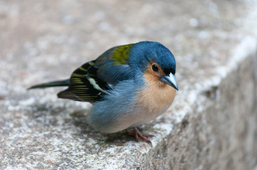 Fringilla coelebs. Common chaffinch, canariensis group from Madeira. Male