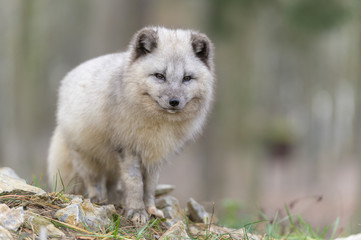 white, fox, mammal, animal, wild, wildlife, cute, fur, natural, nature, arctic, arctic fox, lagopus, vulpes, polar, tundra, northern, portrait, snow, small, svalbard, grass, hunter, furry, gray, habit