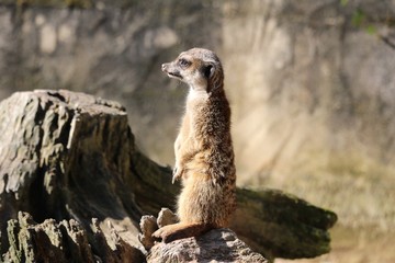 Fototapeta premium Suricate