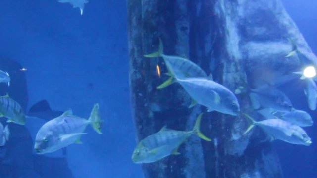 tuna yellow finn and shark swimming underwater 