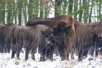 European bison