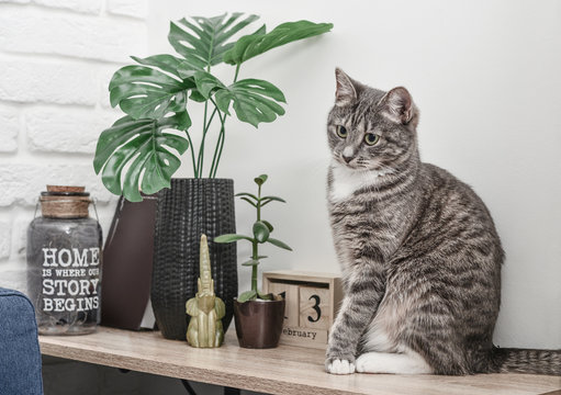 Grey cat sitting on shelf